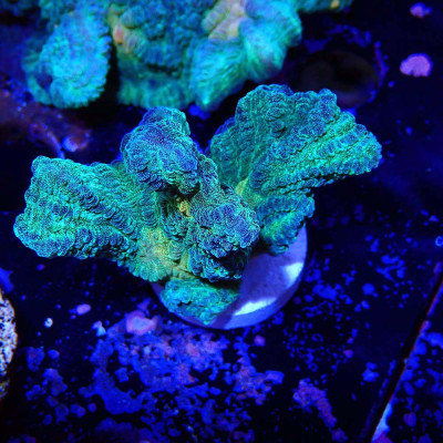 Pectinia JF Space Invaders