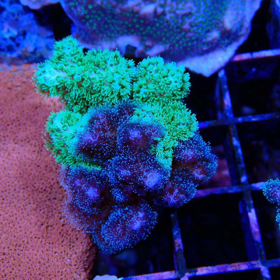 Pocillopora damicornis