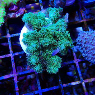 Pocillopora damicornis