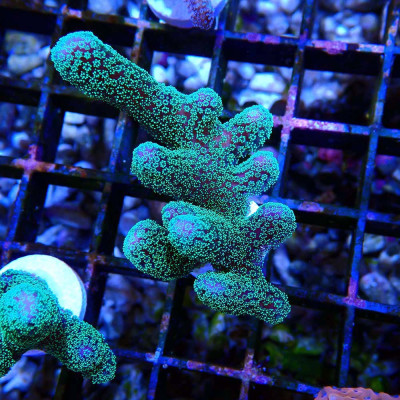 Stylophora pistillata Milka zum günstigen Preis bei Recif'All