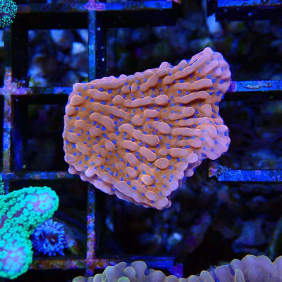 Montipora spec.- Crazy-T