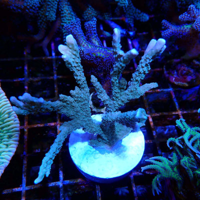 Montipora stellata- Corail en VPC