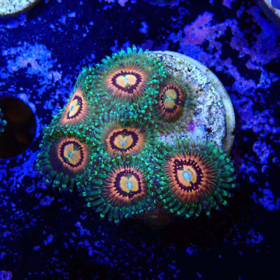 Zoanthus Ultra Rainbow Incinerator
