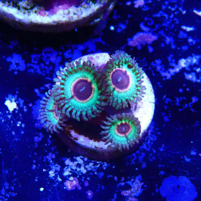 Zoanthus Ultra Little Shop Of Horrors