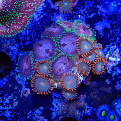 Zoanthus Ultra Mix