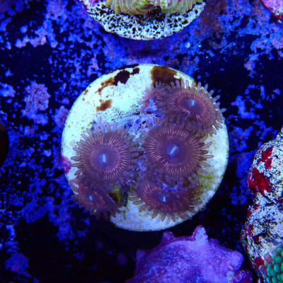 Zoanthus Ultra Armageddon
