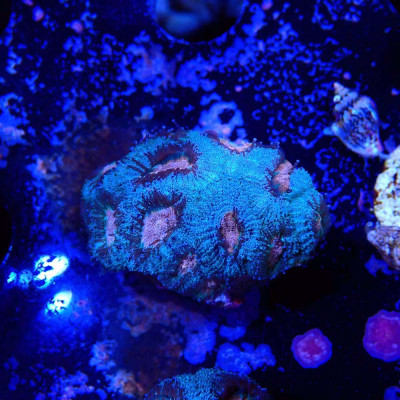 Acanthastrea lordhowensis