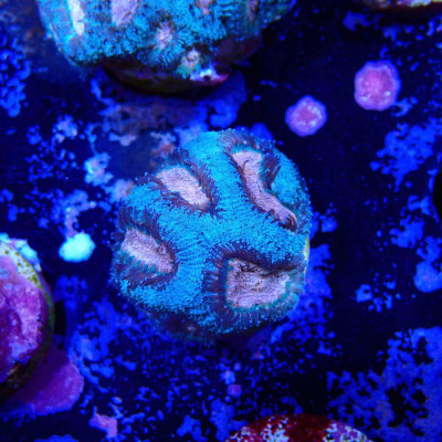 Acanthastrea lordhowensis- Corail en WYSIWYG