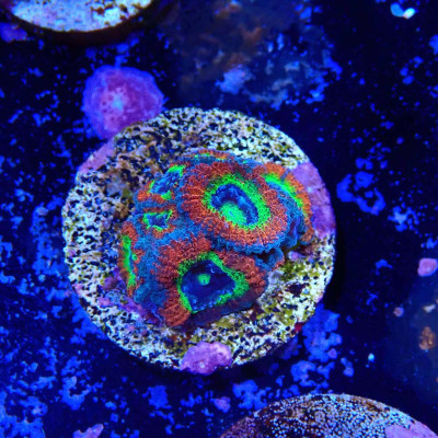 Micromussa Holy Grail