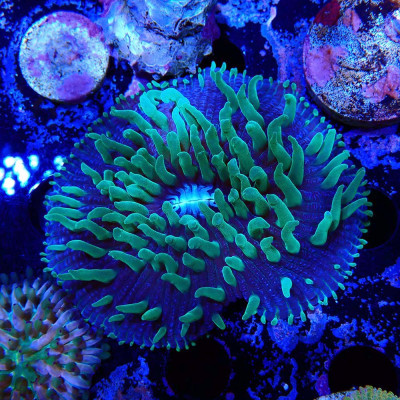 Cycloseris Fluo Green Polyps / Purple