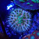 Fungia Rainbow