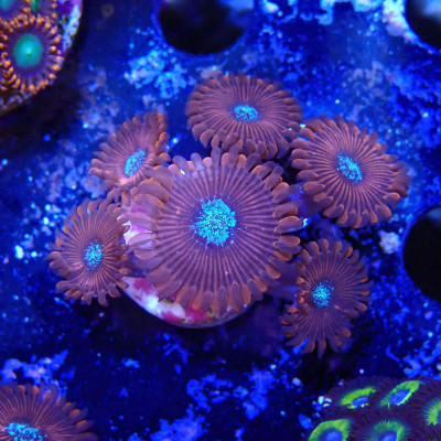 Zoanthus Ultra Red Magician