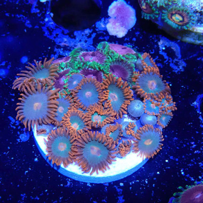 Zoanthus Ultra Mix Gatorade x Fruit Loops