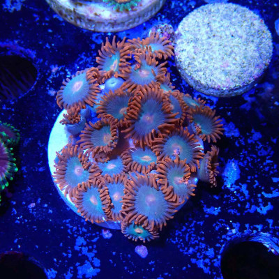 Zoanthus Ultra Gatorade