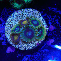 Zoanthus Ultra Mix