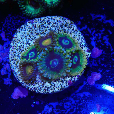 Zoanthus Ultra Mix