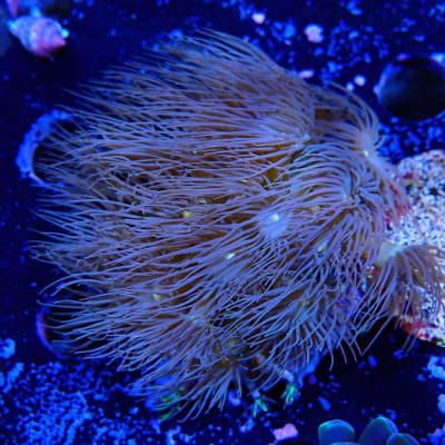 Parazoanthus gracilis