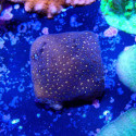 Psammocora sp.