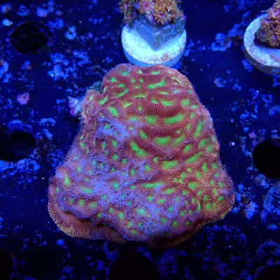 Leptoseris JF Jack O Lantern