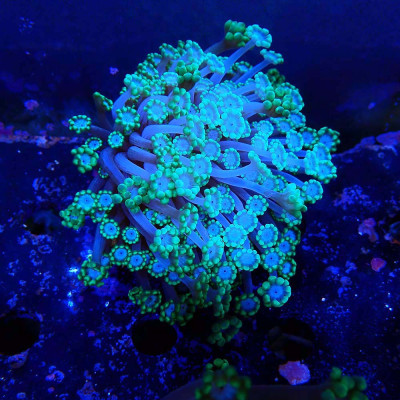 Alveopora- Corail en WYSIWYG