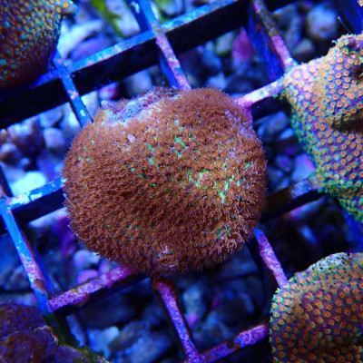 Stylocoeniella- Corail en WYSIWYG
