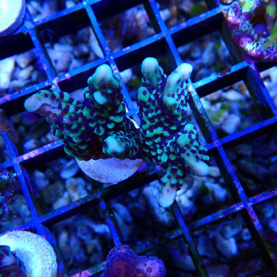 Montipora capitata