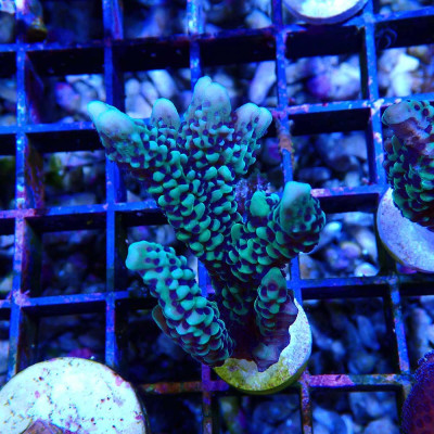 Montipora capitata- Corail en VPC