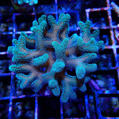 Seriatopora caliendrum