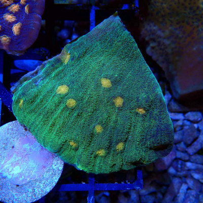 Echinophyllia Space Invader sp.