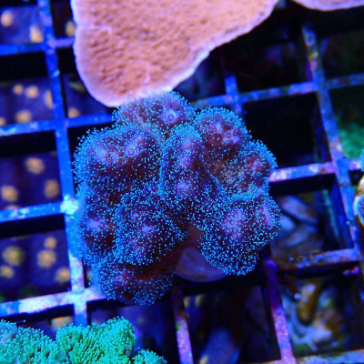 Pocillopora damicornis rosa grüne Polypen zum kleinen Preis bei Recif'All
