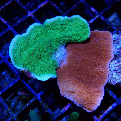 Montipora foliosa