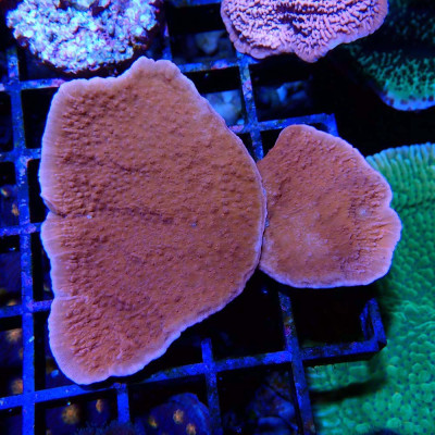 Montipora sp- Corail en WYSIWYG