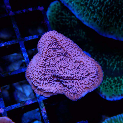 Montipora capricornis