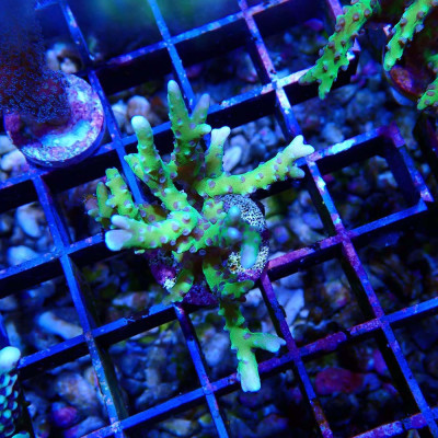 Anacropora BR Green Goblin