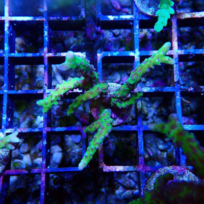 Anacropora sp.