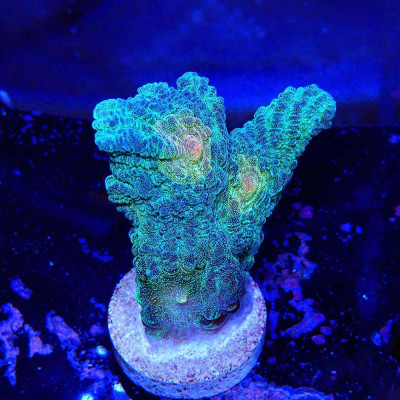 Pectinia JF Space Invaders