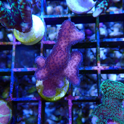 Stylophora pistillata Rose