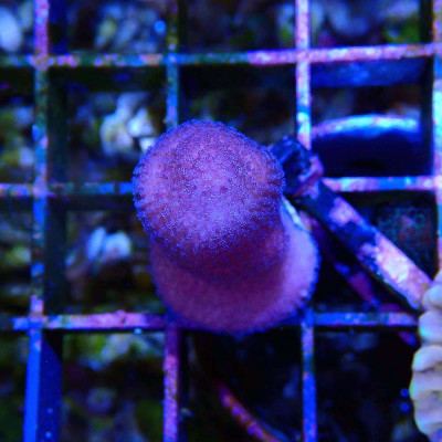 Pinke Stylophora pistillata