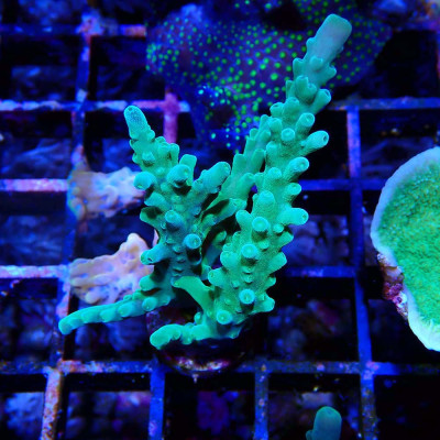 Acropora sp.