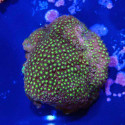 Stylocoeniella Iron Man
