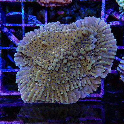 Montipora spec.- Crazy-T