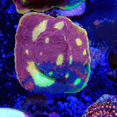 Echinophyllia sp. Rainbow Crush Chalice