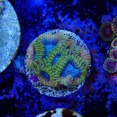 Favia Of The Gods- Corail en WYSIWYG