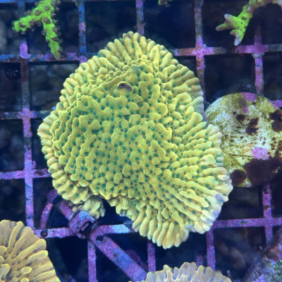 Montipora sp. JF Beach Bum