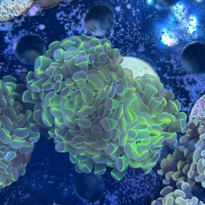 Euphyllia paraancora Euphyllia paraancora
