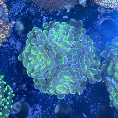 Euphyllia paraancora