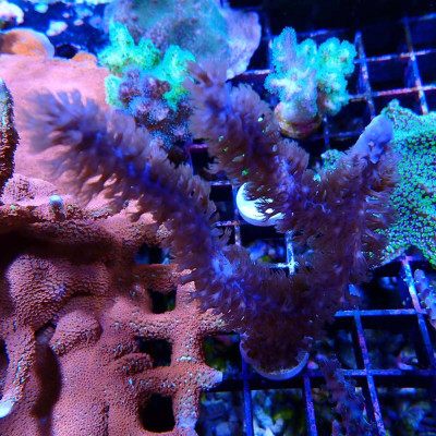Plexaurella sp.- Gorgon