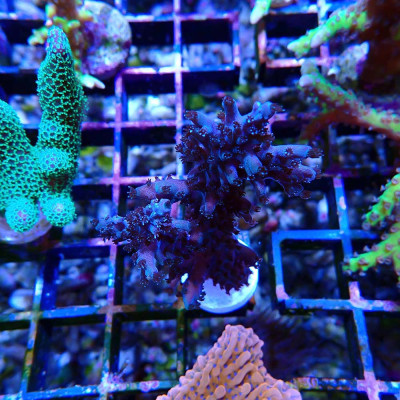 Acropora sp. in WYSIWYG