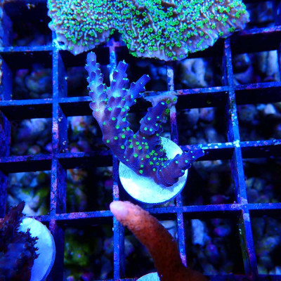 Acropora sp.