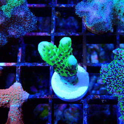 Montipora digitata CB Incredible Hulk